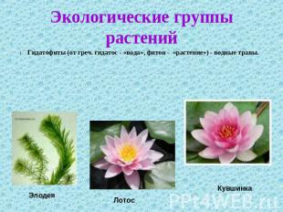 Экологические группы растений 1. Гидатофиты (от греч. гидатос - «вода», фитон -