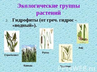 Экологические группы растений 2. Гидрофиты (от греч. гидрос - «водный»).