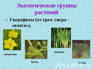 Экологические группы растений 3. Гигрофиты (от греч. гигра - «влага»).