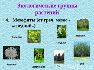 Экологические группы растений 4. Мезофиты (от греч. мезос - «средний»).