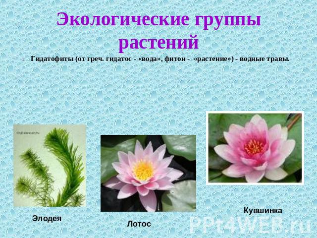 Экологические группы растений 1. Гидатофиты (от греч. гидатос - «вода», фитон - «растение») - водные травы.