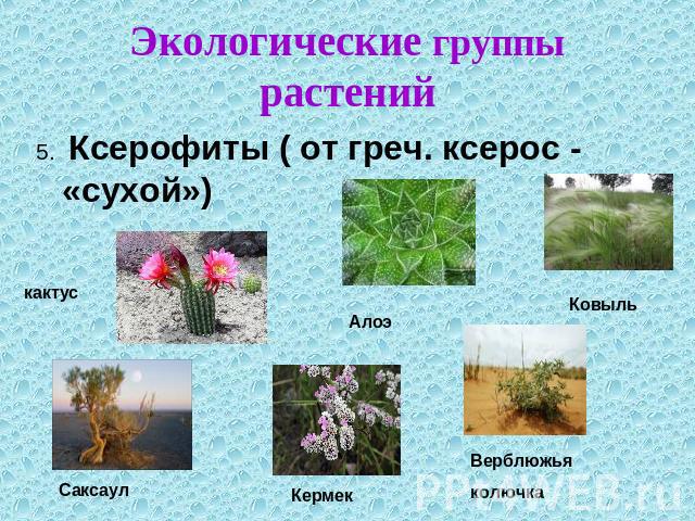 Экологические группы растений 5. Ксерофиты ( от греч. ксерос - «сухой»)