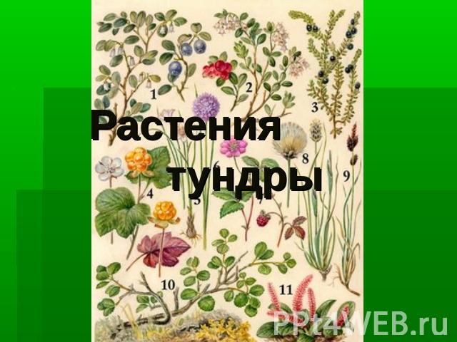 Растения тундры