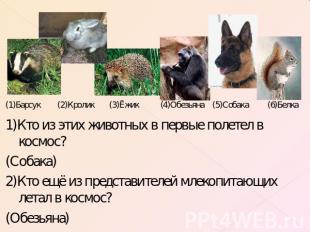 (1)Барсук (2)Кролик (3)Ёжик (4)Обезьяна (5)Собака (6)Белка1)Кто из этих животных
