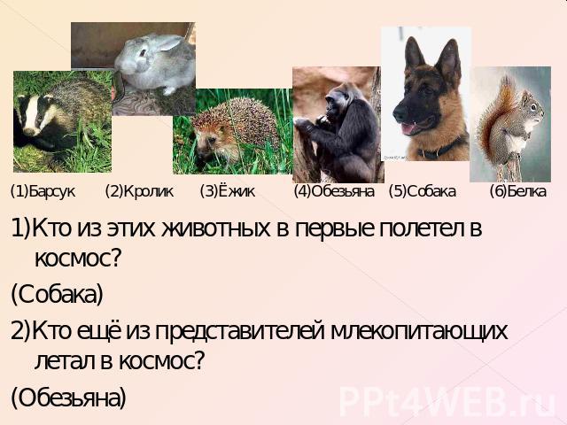 (1)Барсук (2)Кролик (3)Ёжик (4)Обезьяна (5)Собака (6)Белка1)Кто из этих животных в первые полетел в космос? (Собака)2)Кто ещё из представителей млекопитающих летал в космос?(Обезьяна)