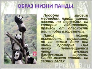 Образ жизни панды. Подобно многим медведям, панды умеют лазать по деревьям, на к