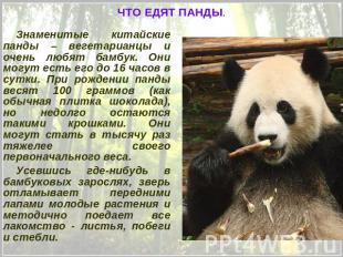 ЧТО ЕДЯТ ПАНДЫ. Знаменитые китайские панды – вегетарианцы и очень любят бамбук.