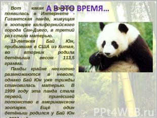Вот какая новость появилась в Интернете - Гигантская панда, живущая в зоопарке к