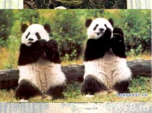 Весьма полезной отличительной чертой панды является подобие шестого большого пал