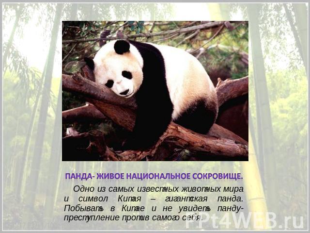 Панда- живое национальное сокровище. Одно из самых известных животных мира и символ Китая – гигантская панда. Побывать в Китае и не увидеть панду- преступление против самого себя.