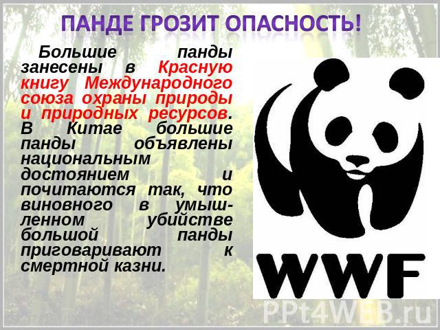 Панде грозит опасность! Большие панды занесены в Красную книгу Международного союза охраны природы и природных ресурсов. В Китае большие панды объявлены национальным достоянием и почитаются так, что виновного в умыш-ленном убийстве большой панды при…