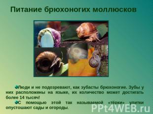 Питание брюхоногих моллюсков Люди и не подозревают, как зубасты брюхоногие. Зубы