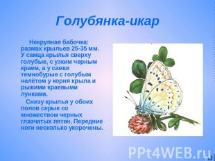 Голубянка-икар Некрупная бабочка: размах крыльев 25-35 мм. У самца крылья сверху