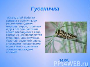 Гусеничка Жизнь этой бабочки связана с зонтичными растениями (дикая морковь, укр