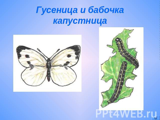 Гусеница и бабочка капустница