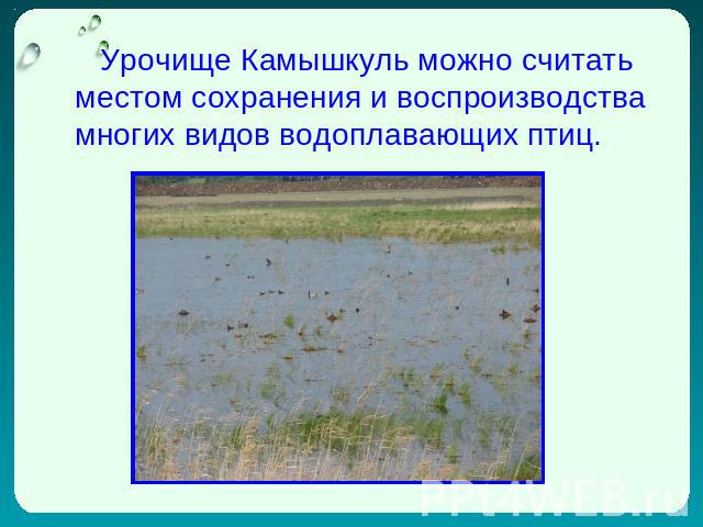 Урочище Камышкуль можно считать местом сохранения и воспроизводства многих видов водоплавающих птиц.