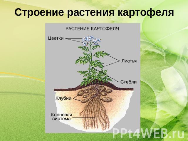 Строение растения картофеля