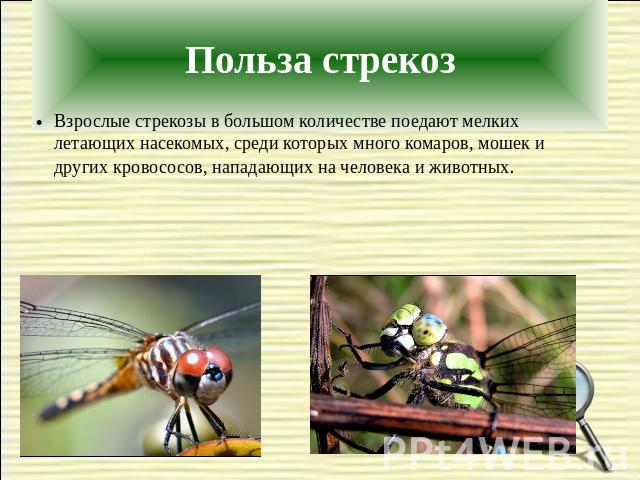 Взрослые стрекозы в большом количестве поедают мелких летающих насекомых, среди которых много комаров, мошек и других кровососов, нападающих на человека и животных.