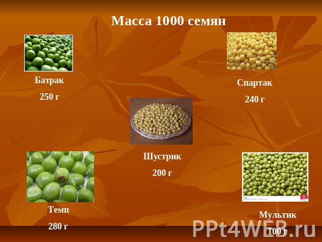Масса 1000 семян