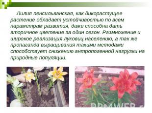 Лилия пенсильванская, как дикорастущее растение обладает устойчивостью по всем п