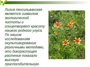 Лилия пенсильванская является символом экологической чистоты и олицетворяет крас