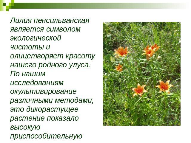 Лилия пенсильванская является символом экологической чистоты и олицетворяет красоту нашего родного улуса. По нашим исследованиям окультивирование различными методами, это дикорастущее растение показало высокую приспособительную возможность.