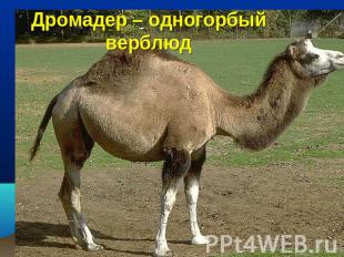 Дромадер – одногорбый верблюд