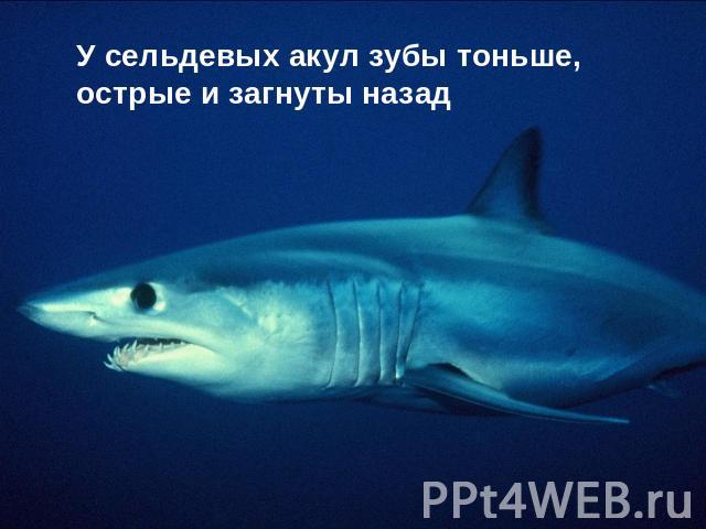 У сельдевых акул зубы тоньше, острые и загнуты назад