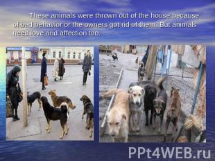 These animals were thrown out of the house because of bad behavior or the owners