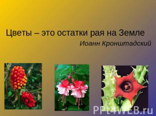 Цветы – это остатки рая на ЗемлеЦветы – это остатки рая на ЗемлеИоанн Кронштадск
