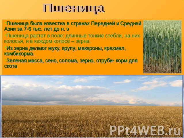 Пшеница была известна в странах Передней и Средней Азии за 7-6 тыс. лет до н. эПшеница растет в поле: длинные тонкие стебли, на них колосья, и в каждом колосе – зерна.Из зерна делают муку, крупу, макароны, крахмал, комбикорма.Зеленая масса, сено, со…