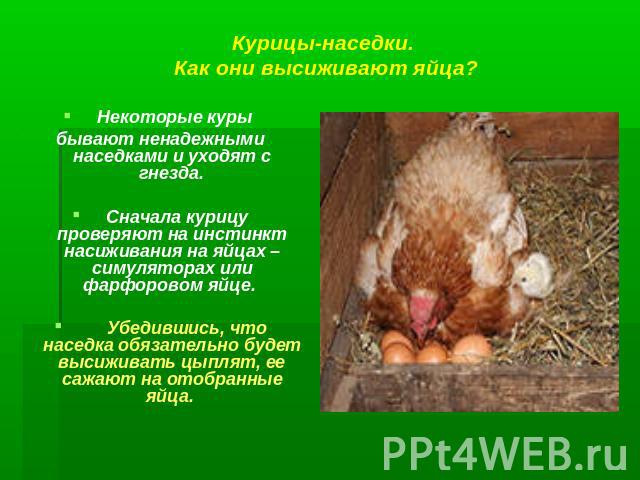 Некоторые куры бывают ненадежными наседками и уходят с гнезда. Сначала курицу проверяют на инстинкт насиживания на яйцах – симуляторах или фарфоровом яйце. Убедившись, что наседка обязательно будет высиживать цыплят, ее сажают на отобранные яйца.