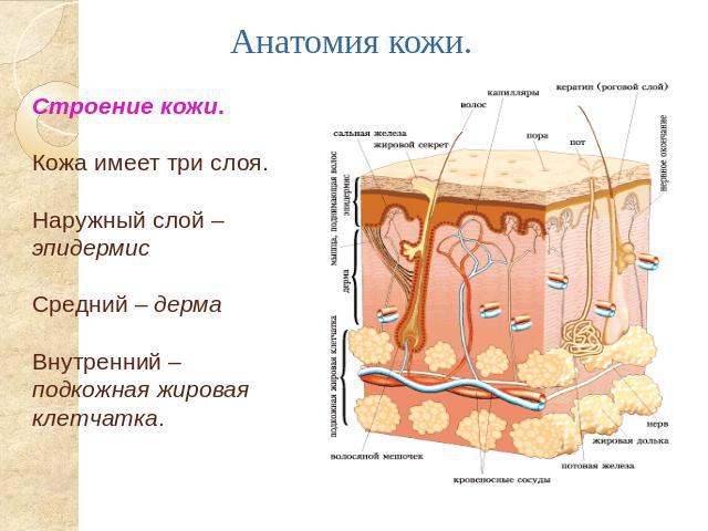 Строение кожи. Кожа имеет три слоя. Наружный слой – эпидермисСредний – дермаВнутренний – подкожная жировая клетчатка.