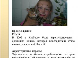 Происхождение Россия.В 2005 в Кузбассе была зарегистрирована домашняя кошка, кот