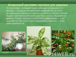 Комнатные растения, вредные для здоровья Есть растения, с которыми нужно соблюда