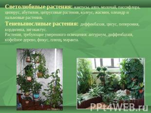 Светолюбивые растения: кактусы, алоэ, молочай, пассифлора, циперус, абутилон, ци