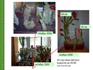За год наши кактусы выросли на 30-60 сантиметров