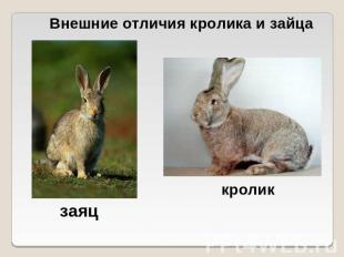 Внешние отличия кролика и зайцазаяцкроликкролик