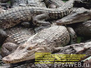 Кожные покровыКожа крокодилов покрыта прямоугольными роговыми щитками, которые н