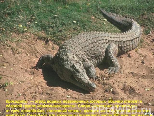 Крокодилы  — отряд водных позвоночных,которых обычно относят к сборной группе «пресмыкающихся». Слово «крокодил» происходит от греч. κροκόδειλος, «галечный червь», данного из-за бугристой кожи этих животных. Считается, что крокодилы появились около …