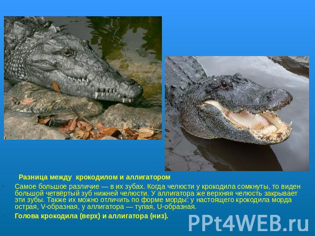 Разница между  крокодилом и аллигаторомСамое большое различие — в их зубах. Когда челюсти у крокодила сомкнуты, то виден большой четвёртый зуб нижней челюсти. У аллигатора же верхняя челюсть закрывает эти зубы. Также их можно отличить по форме морды…
