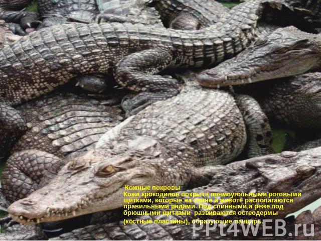 Кожные покровыКожа крокодилов покрыта прямоугольными роговыми щитками, которые на спине и животе располагаются правильными рядами. Под спинными и реже под брюшными щитками развиваются остеодермы (костные пластины), образующие панцирь.