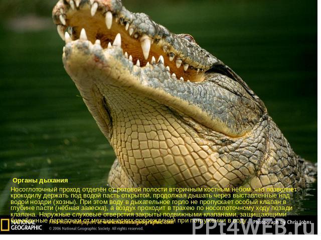 Органы дыханияНосоглоточный проход отделён от ротовой полости вторичным костным нёбом, что позволяет крокодилу держать под водой пасть открытой, продолжая дышать через выставленные над водой ноздри (хозны). При этом воду в дыхательное горло не пропу…
