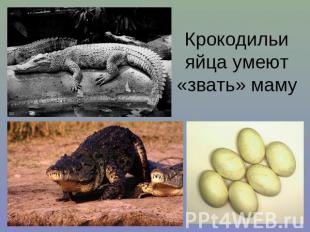 Крокодильи яйца умеют «звать» маму