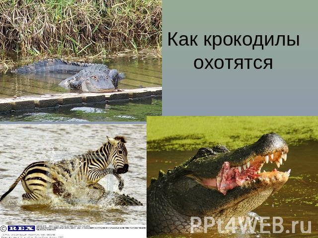 Как крокодилы охотятся
