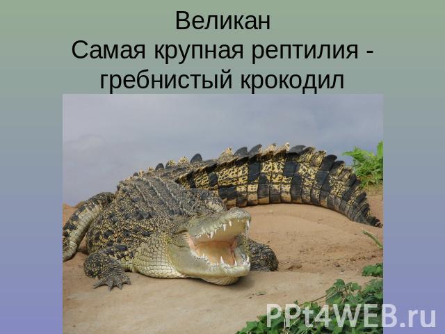 ВеликанСамая крупная рептилия - гребнистый крокодил