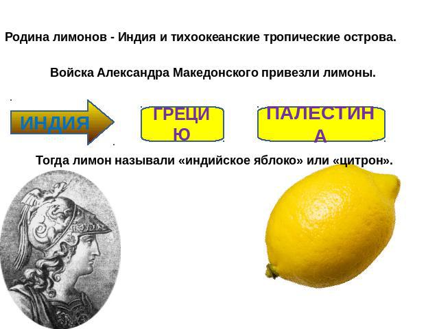 Родина лимонов - Индия и тихоокеанские тропические острова. Войска Александра Македонского привезли лимоны. Тогда лимон называли «индийское яблоко» или «цитрон».