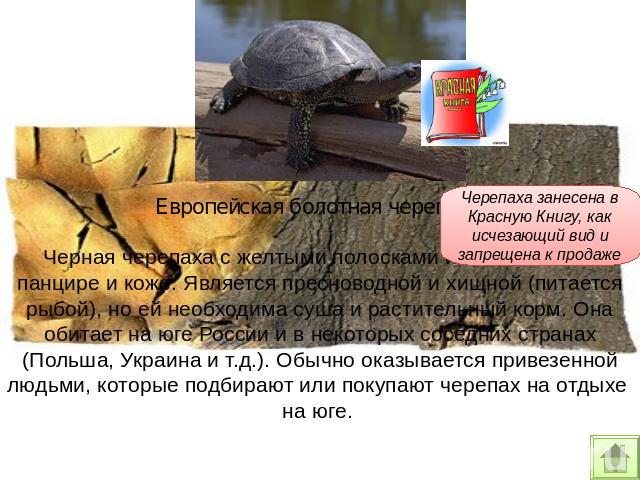 Черная черепаха с желтыми полосками или точками на панцире и коже. Является пресноводной и хищной (питается рыбой), но ей необходима суша и растительный корм. Она обитает на юге России и в некоторых соседних странах (Польша, Украина и т.д.). Обычно …