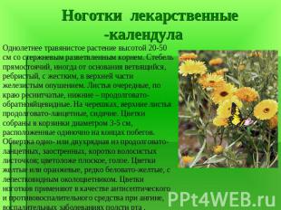 Ноготки лекарственные -календулаОднолетнее травянистое растение высотой 20-50 см