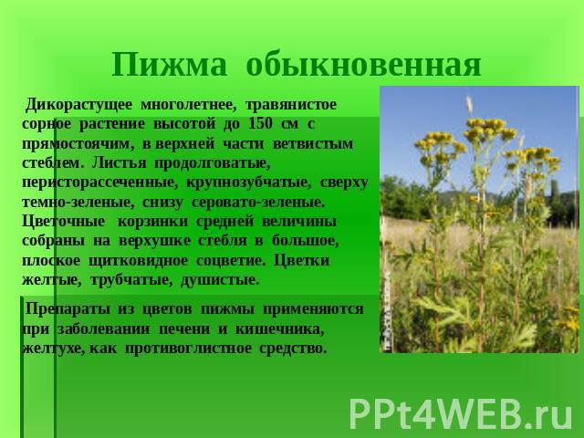 Пижма обыкновенная Дикорастущее многолетнее, травянистое сорное растение высотой до 150 см с прямостоячим, в верхней части ветвистым стеблем. Листья продолговатые, перисторассеченные, крупнозубчатые, сверху темно-зеленые, снизу серовато-зеленые. Цве…